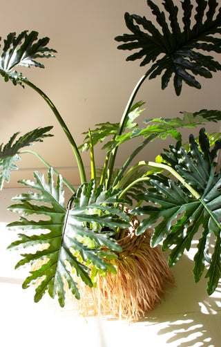 BOTANICA SPLIT LEAF PALM TREE #2786