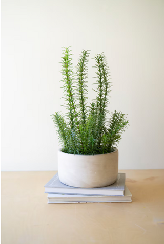 ARTIFICIAL ROSEMARY PLANT IN A CONCRETE POT