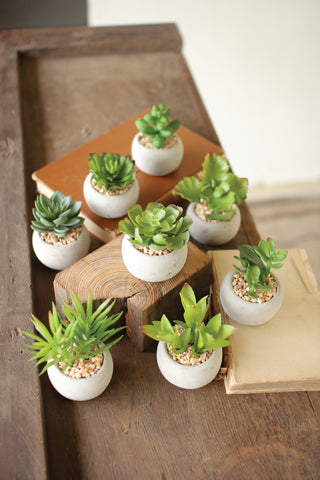 SET OF EIGHT SMALL SUCCULENTS WITH ROUND CEMENT POT