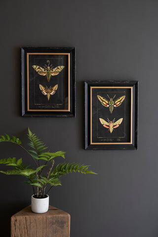 SET OF TWO FRAMED MOTH PRINTS UNDER GLASS