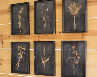 Set of 6 Botanical Prints Under Glass